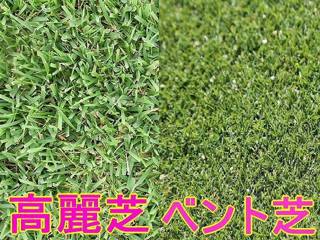 グリーンの芝には２種類あるのをご存知でしょうか 初心者向けゴルフ情報 ワンストップゴルフアカデミー