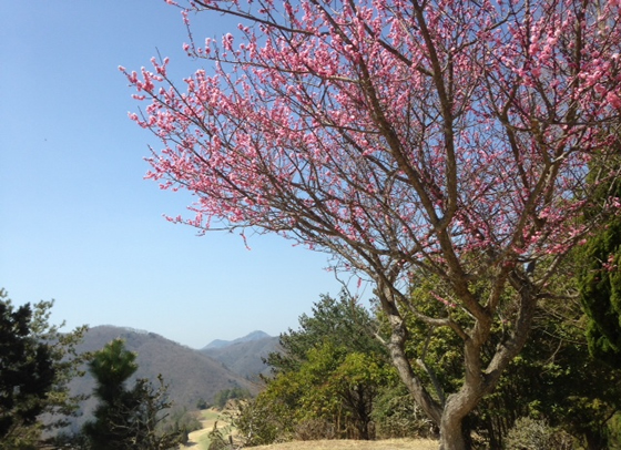 桜がきれい